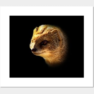 Yellow mongoose Posters and Art